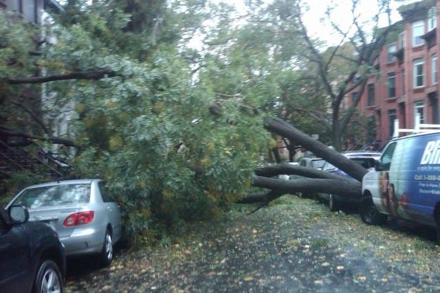This tree fell on Garfield Place between 6th and 7th Avenues after 1 p.m. today.